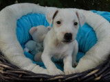 6 chiots Jack Russell à réserver (non LOF)
