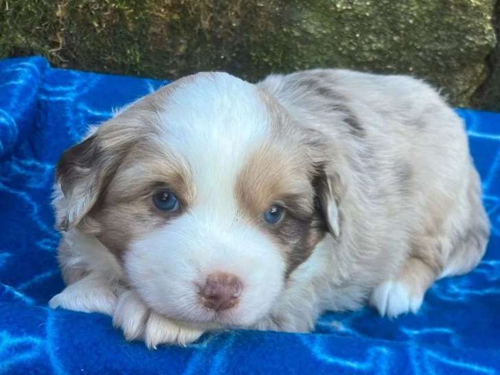 9 chiots Berger Américain Miniature disponibles à l’achat (non LOF)
