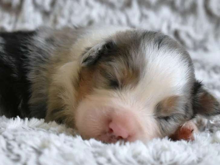 Des chiots Berger Australien LOF à réserver