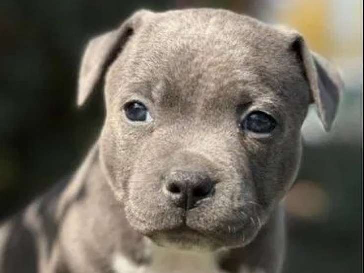 Chiots femelles Staffordshire Bull Terrier LOF à réserver