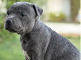 Chiots femelles Staffordshire Bull Terrier LOF à réserver