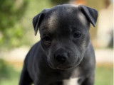 Chiots femelles Staffordshire Bull Terrier LOF à réserver