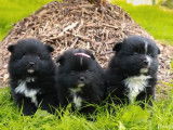 2 chiots Spitz Nains à réserver (non LOF)