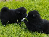 2 chiots Spitz Nains &agrave; r&eacute;server (non LOF)