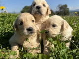 6 chiots Golden Retriever LOF à vendre