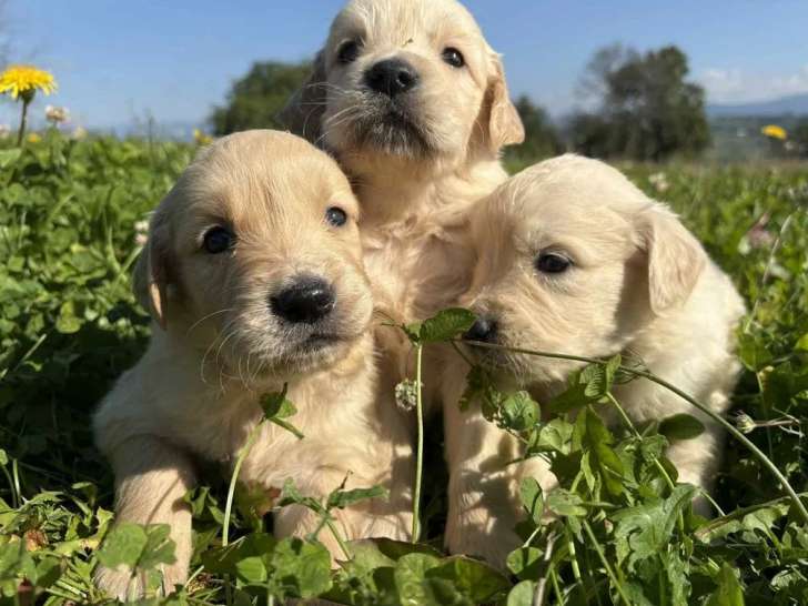 6 chiots Golden Retriever LOF à vendre