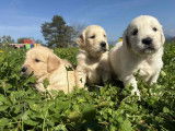 6 chiots Golden Retriever LOF à vendre