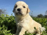 6 chiots Golden Retriever LOF à vendre
