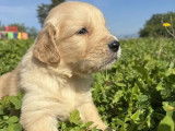 6 chiots Golden Retriever LOF à vendre