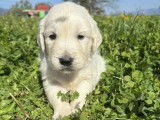 6 chiots Golden Retriever LOF à vendre