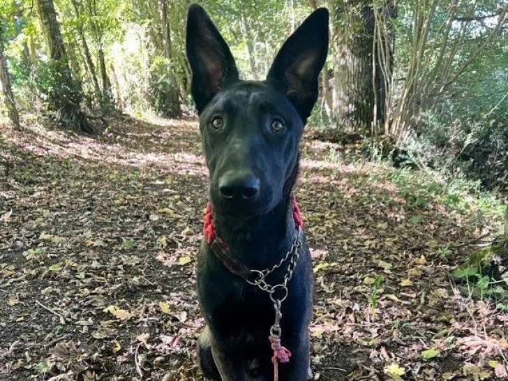 1 chiot mâle Berger Belge Malinois LOF à vendre