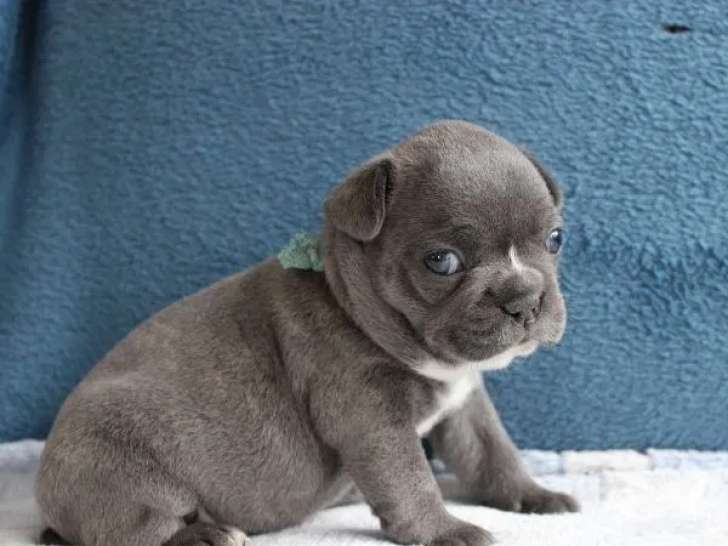 3 chiots Bouledogue Français disponibles à l’achat (non LOF)