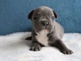 3 chiots Bouledogue Français disponibles à l’achat (non LOF)