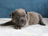 3 chiots Bouledogue Français disponibles à l’achat (non LOF)