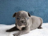 3 chiots Bouledogue Français disponibles à l’achat (non LOF)