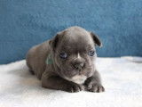 3 chiots Bouledogue Français disponibles à l’achat (non LOF)