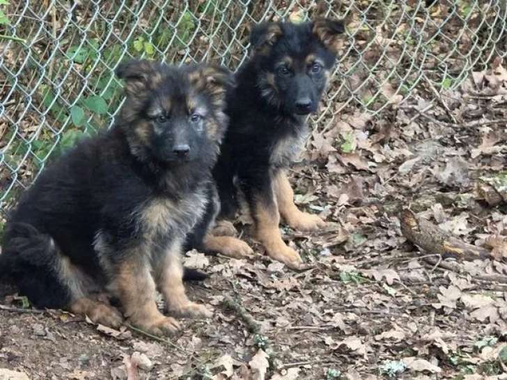 3 chiots Berger Allemand à vendre (non LOF)
