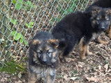 3 chiots Berger Allemand à vendre (non LOF)