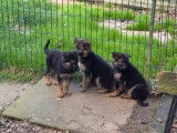 3 chiots Berger Allemand à vendre (non LOF)
