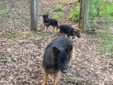 3 chiots Berger Allemand à vendre (non LOF)
