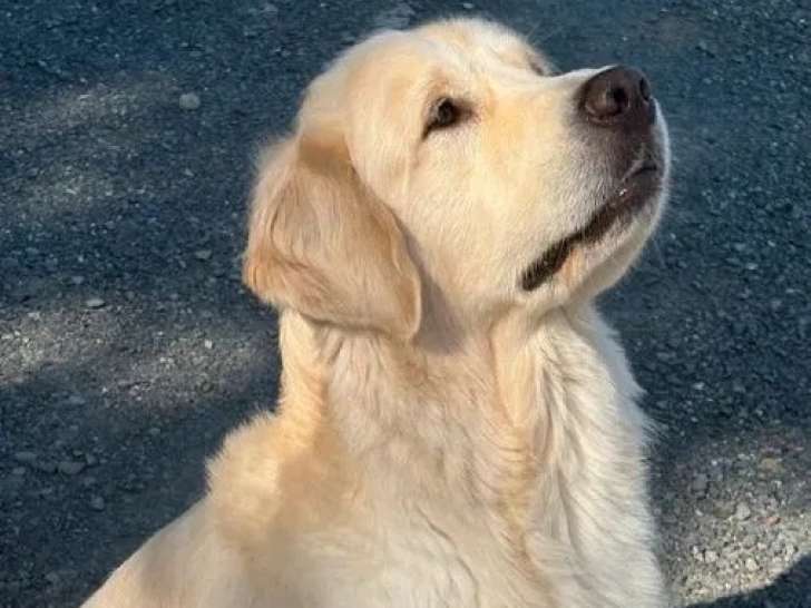 Chien mâle Golden Retriever disponible pour saillie (LOF)