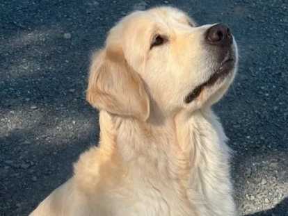 Chien m&acirc;le Golden Retriever disponible pour saillie (LOF)