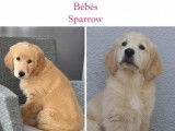 Chien mâle Golden Retriever disponible pour saillie (LOF)