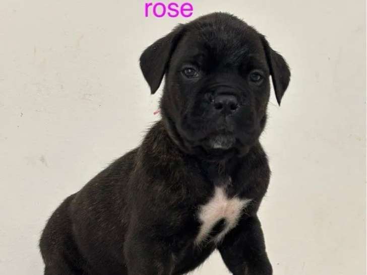 5 chiots Cane Corso LOF à réserver