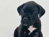 5 chiots Cane Corso LOF à réserver