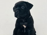 5 chiots Cane Corso LOF à réserver