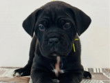 5 chiots Cane Corso LOF à réserver