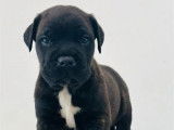 5 chiots Cane Corso LOF à réserver