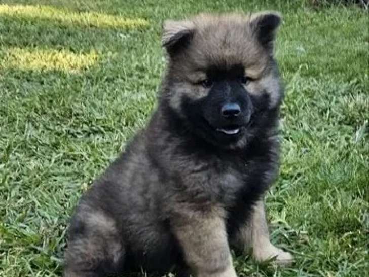 1 chiot Eurasier mâle disponible à la réservation (LOF)