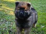 1 chiot Eurasier mâle disponible à la réservation (LOF)
