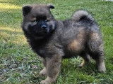 1 chiot Eurasier mâle disponible à la réservation (LOF)