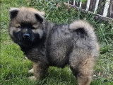 1 chiot Eurasier mâle disponible à la réservation (LOF)