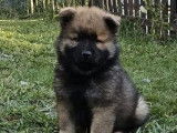 1 chiot Eurasier mâle disponible à la réservation (LOF)