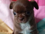 Réservation ouverte pour 3 chiots Chihuahuas LOF chocolat de septembre 2025