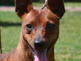 Pour saillie, 1 chien Pinscher Nain LOF disponible
