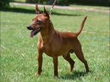 Pour saillie, 1 chien Pinscher Nain LOF disponible