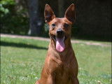 Pour saillie, 1 chien Pinscher Nain LOF disponible
