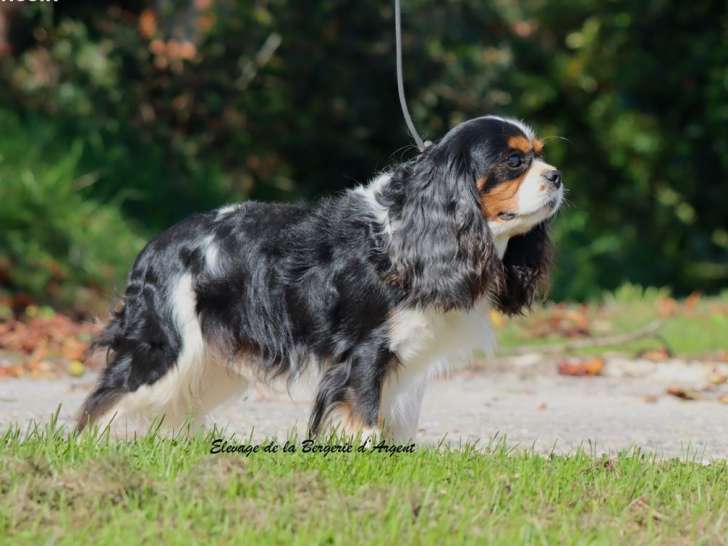 1 chien Cavalier King Charles tricolore LOF de 2018 à vendre