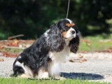 1 chien Cavalier King Charles tricolore LOF de 2018 à vendre