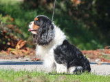 1 chien Cavalier King Charles tricolore LOF de 2018 à vendre