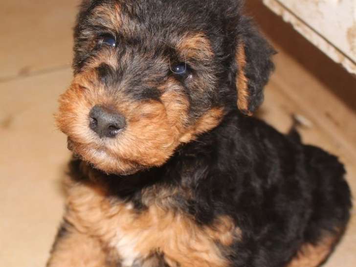 Réservation ouverte pour 1 chiot femelle Welsh Terrier LOF d'août 2025