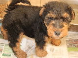Réservation ouverte pour 1 chiot femelle Welsh Terrier LOF d'août 2025