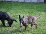 2 chiots Berger Belge Malinois LOF à vendre