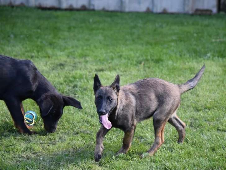 2 chiots Berger Belge Malinois LOF à vendre