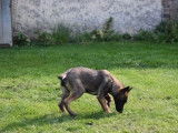 2 chiots Berger Belge Malinois LOF à vendre