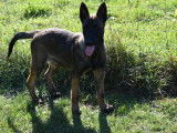 2 chiots Berger Belge Malinois LOF à vendre
